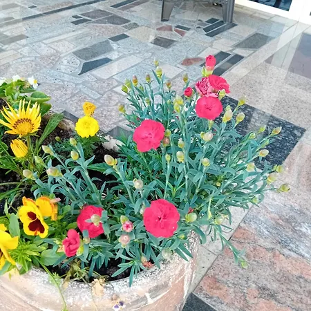Apartment Sokak *